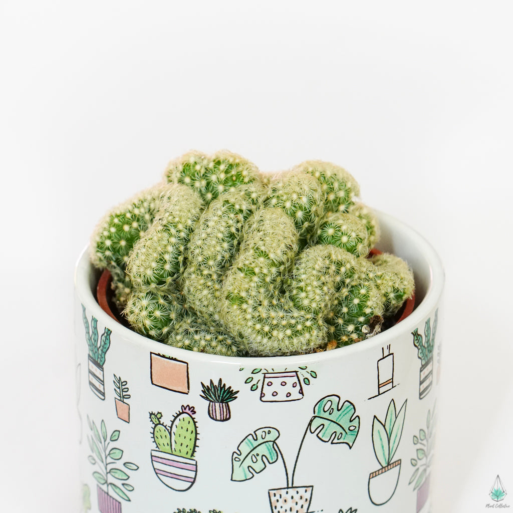 Plant Icons Pot