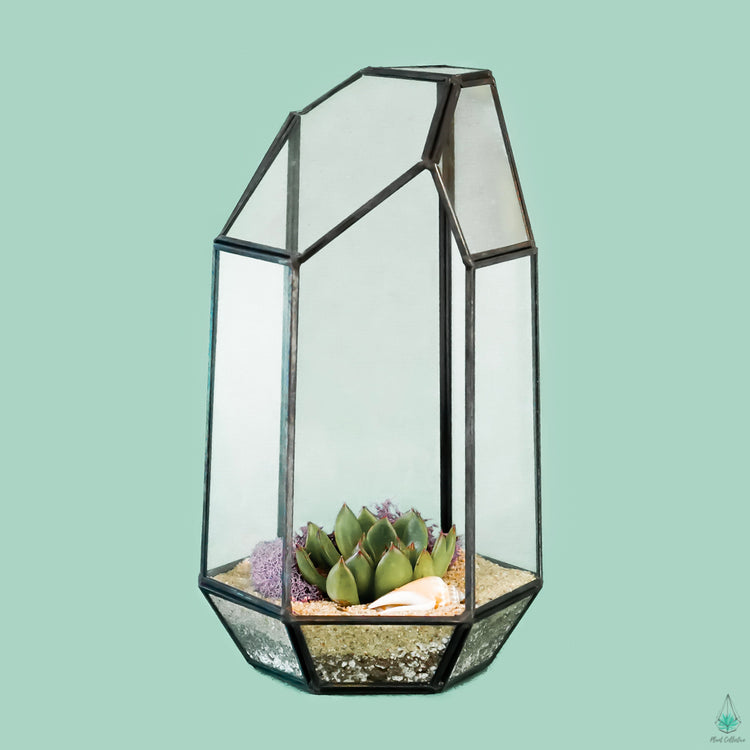 DIY Succulent Terrarium Kit - Tower - Plant Collective
