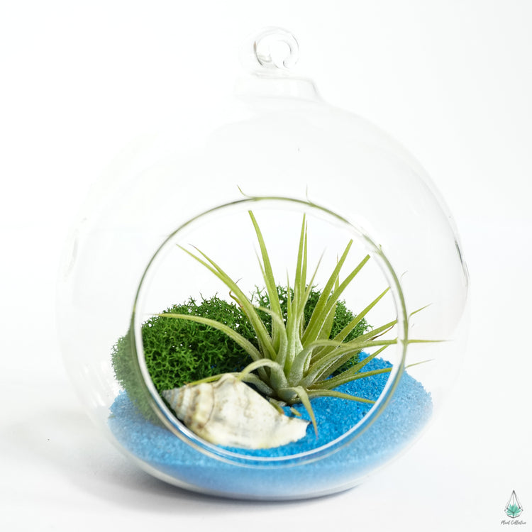 DIY Air Plant Terrarium Kit - Hanging Globe - Plant Collective