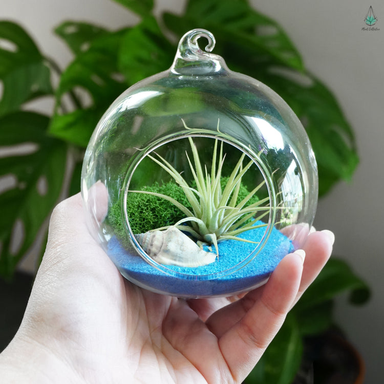 DIY Air Plant Terrarium Kit - Hanging Globe - Plant Collective