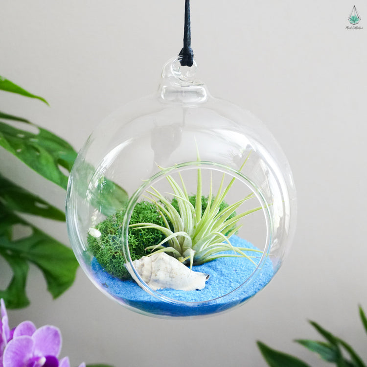 DIY Air Plant Terrarium Kit - Hanging Globe - Plant Collective