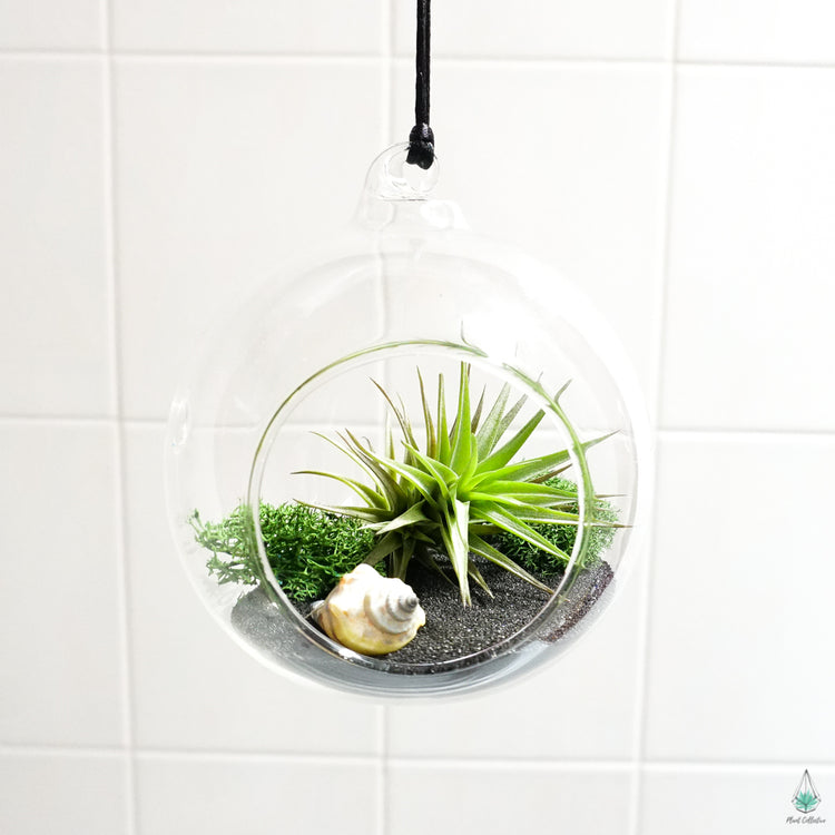 DIY Air Plant Terrarium Kit - Hanging Globe - Plant Collective