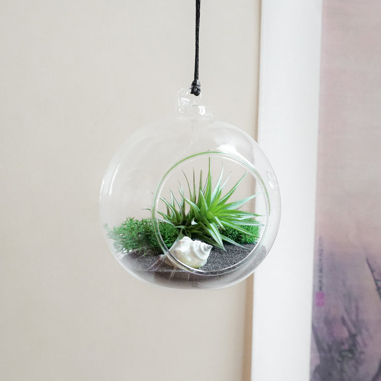 DIY Air Plant Terrarium Kit - Hanging Globe - Plant Collective