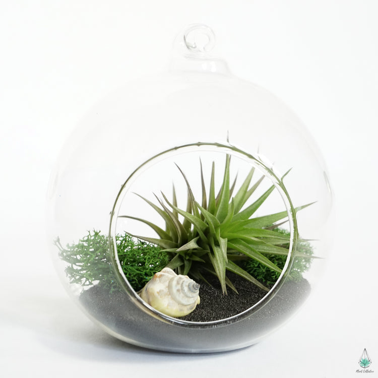 DIY Air Plant Terrarium Kit - Hanging Globe - Plant Collective