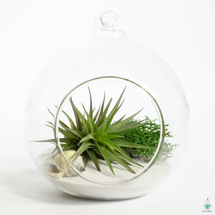 DIY Air Plant Terrarium Kit - Hanging Globe - Plant Collective