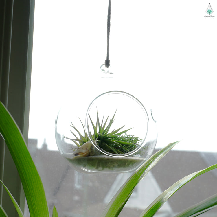 DIY Air Plant Terrarium Kit - Hanging Globe - Plant Collective