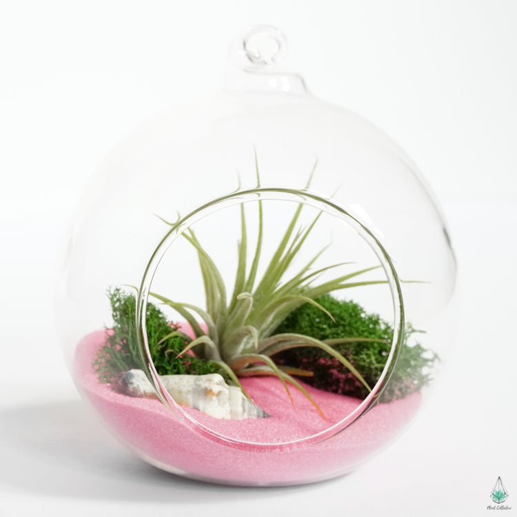 DIY Air Plant Terrarium Kit - Hanging Globe - Plant Collective