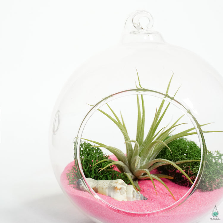 DIY Air Plant Terrarium Kit - Hanging Globe - Plant Collective