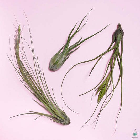The Long & Leggy Collection (Juncea/Butzii/Medusa) - Plant Collective