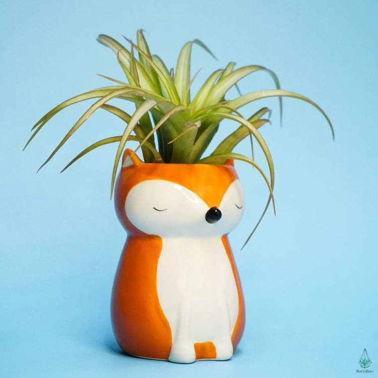 Fox Planter