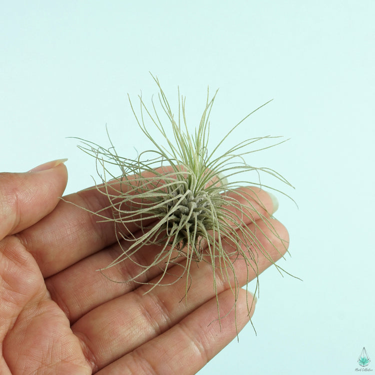 Tillandsia Argentea - Plant Collective