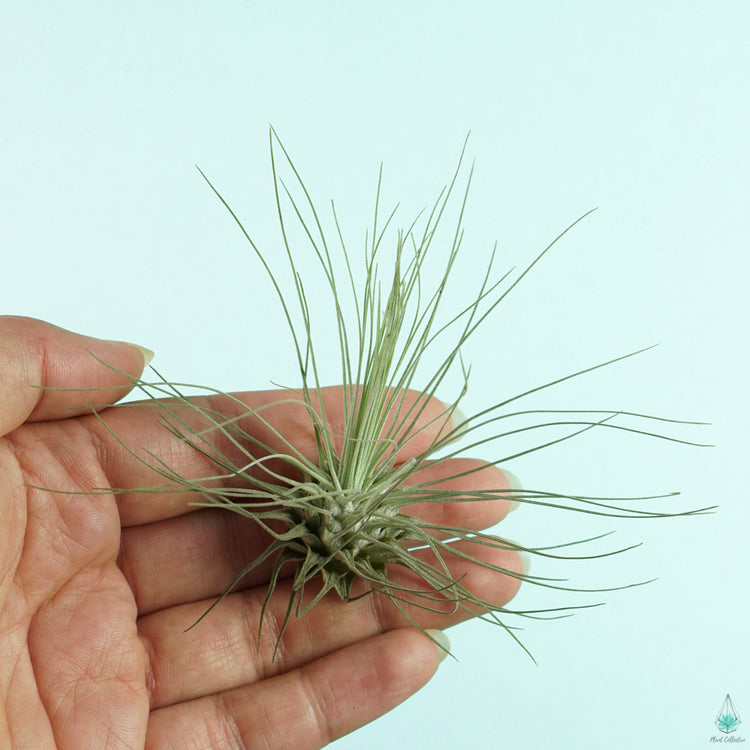 Tillandsia Argentea - Plant Collective