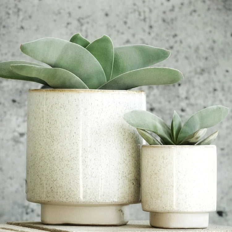 Propeller Plant (Crassula Falcata) - Plant Collective