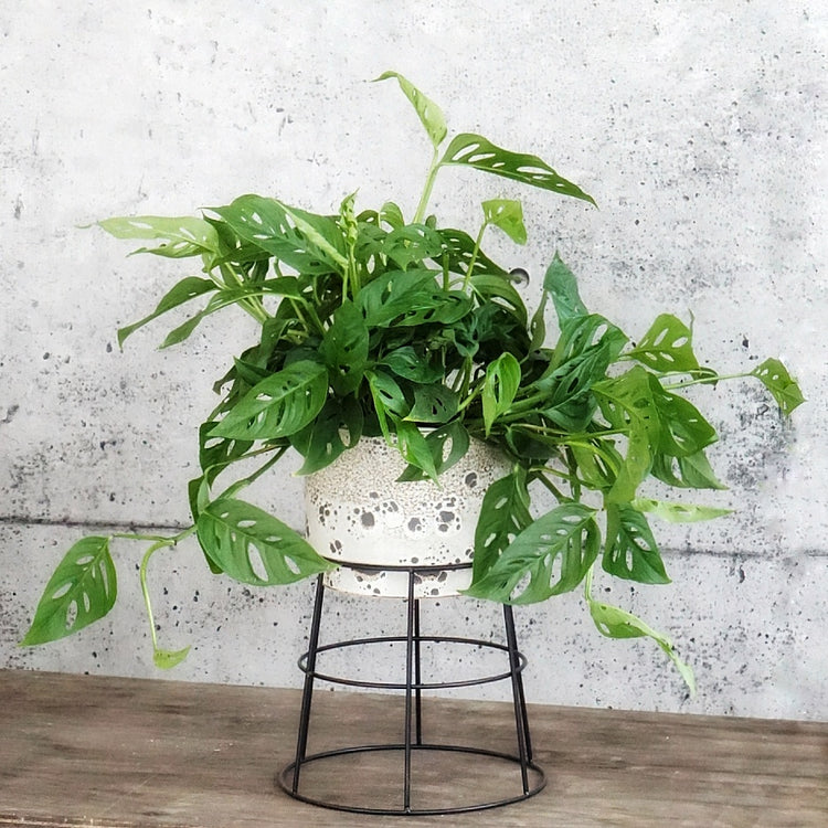 Swiss Cheese Vine (Monstera Adansonii) - By Plant Collective | Indoor House Plants, Succulents, Air Plants & Terrariums - Toronto Canada