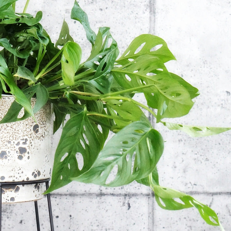 Swiss Cheese Vine (Monstera Adansonii) - By Plant Collective | Indoor House Plants, Succulents, Air Plants & Terrariums - Toronto Canada