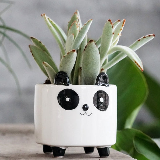 Panda Pot - By Plant Collective | Indoor House Plants, Succulents, Air Plants & Terrariums - Toronto Canada
