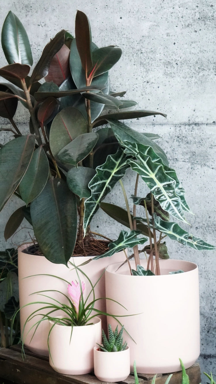 Kendall Pot - By Plant Collective | Indoor House Plants, Succulents, Air Plants & Terrariums - Toronto Canada