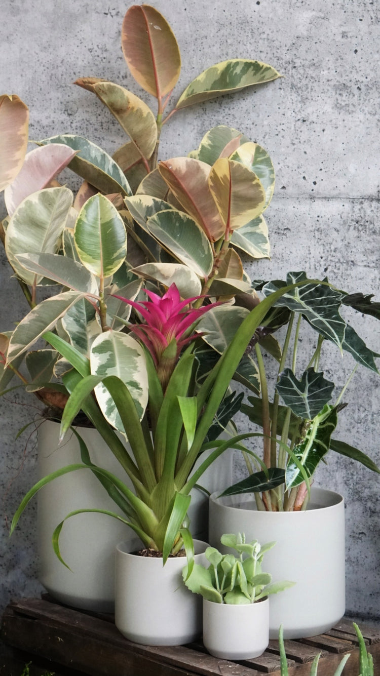 Kendall Pot - By Plant Collective | Indoor House Plants, Succulents, Air Plants & Terrariums - Toronto Canada