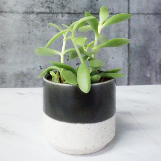 Baja Pot - By Plant Collective | Indoor House Plants, Succulents, Air Plants & Terrariums - Toronto Canada