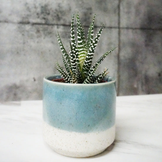 Baja Pot - By Plant Collective | Indoor House Plants, Succulents, Air Plants & Terrariums - Toronto Canada