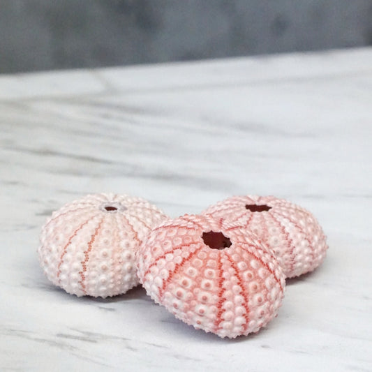 Pink Sea Urchin Shell - Plant Collective