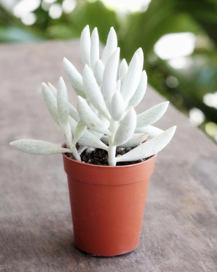 Wooly Senecio (Senecio Haworthii) - Plant Collective