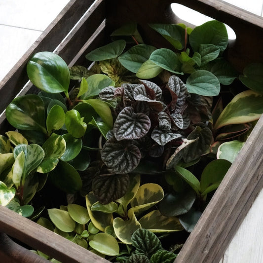 Assorted Peperomia - Plant Collective