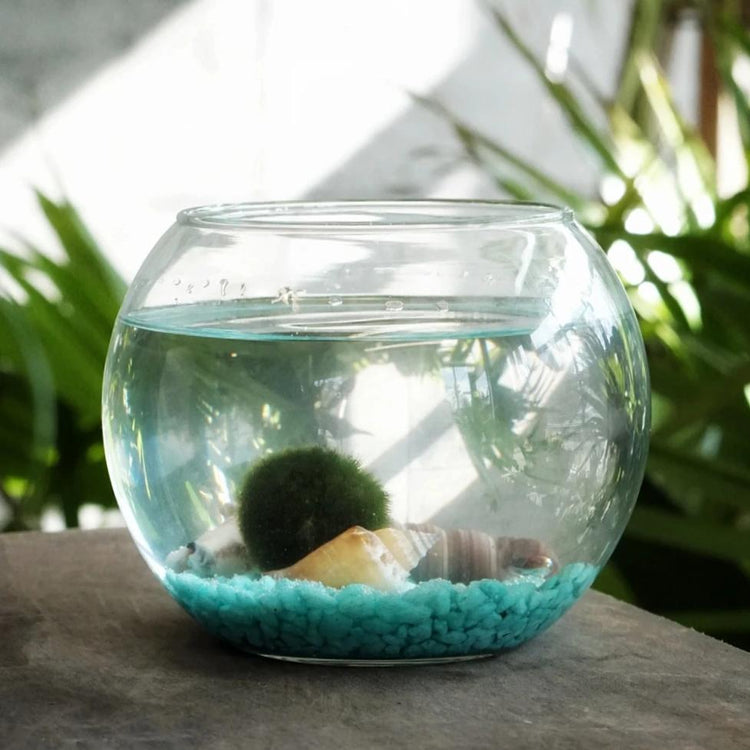Marimo Moss Ball DIY Terrarium Kit - Fishbowl - Plant Collective