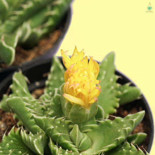 Tiger Jaws (Faucaria Tigrina) - Plant Collective