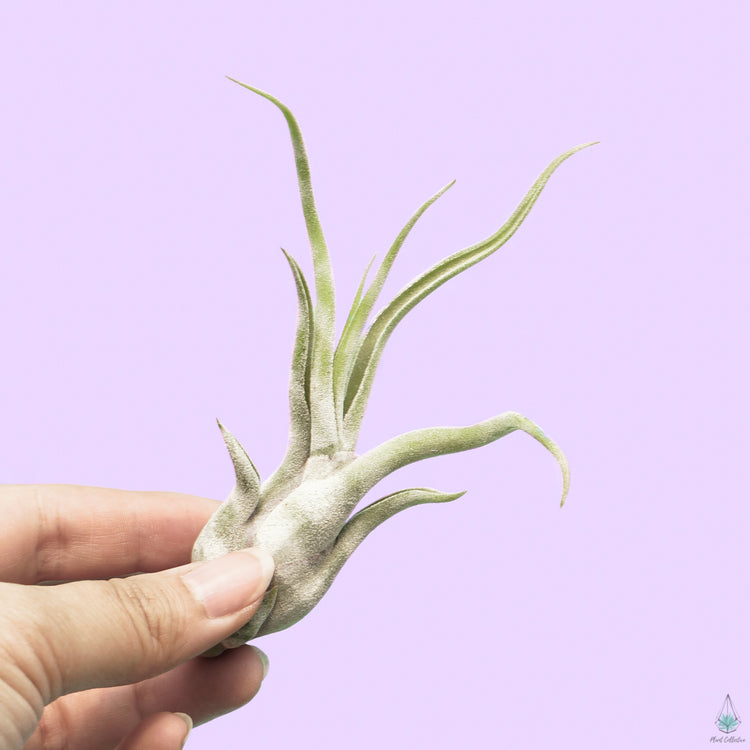 Striped Tillandsia Medusa (White) - Plant Collective