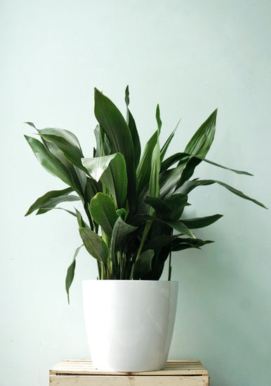 Cast Iron Plant (Aspidistra Elatior) - By Plant Collective | Indoor House Plants, Succulents, Air Plants & Terrariums - Toronto Canada