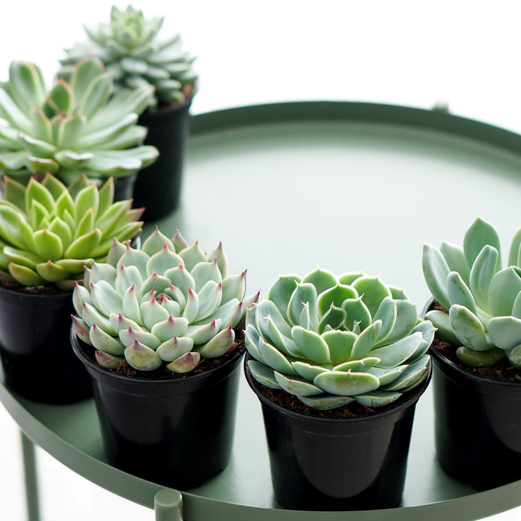 'Echeveria Essentials' Bundle - 6 pack - Plant Collective