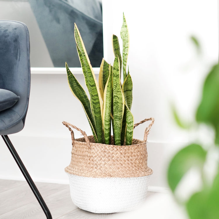 Snake Plant (Laurentii)