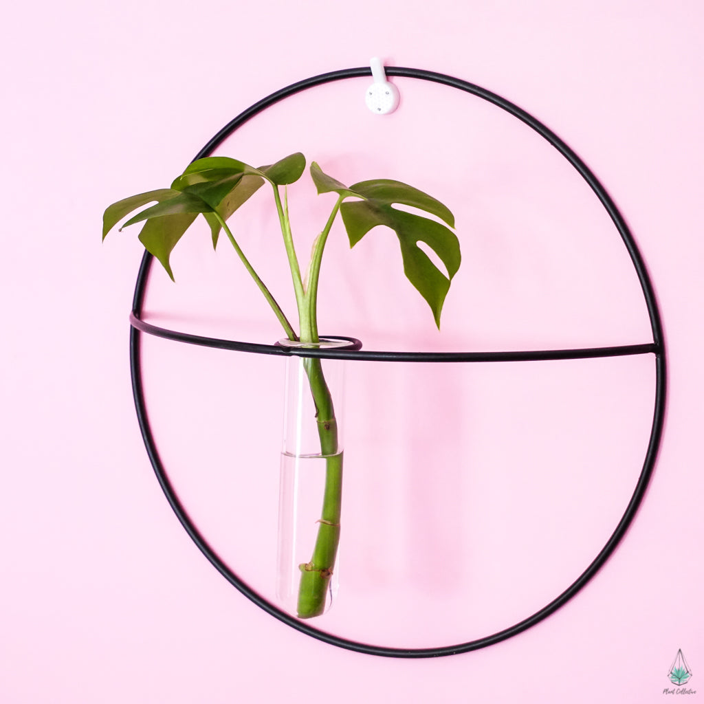 Circle Propagation Wall Hanger