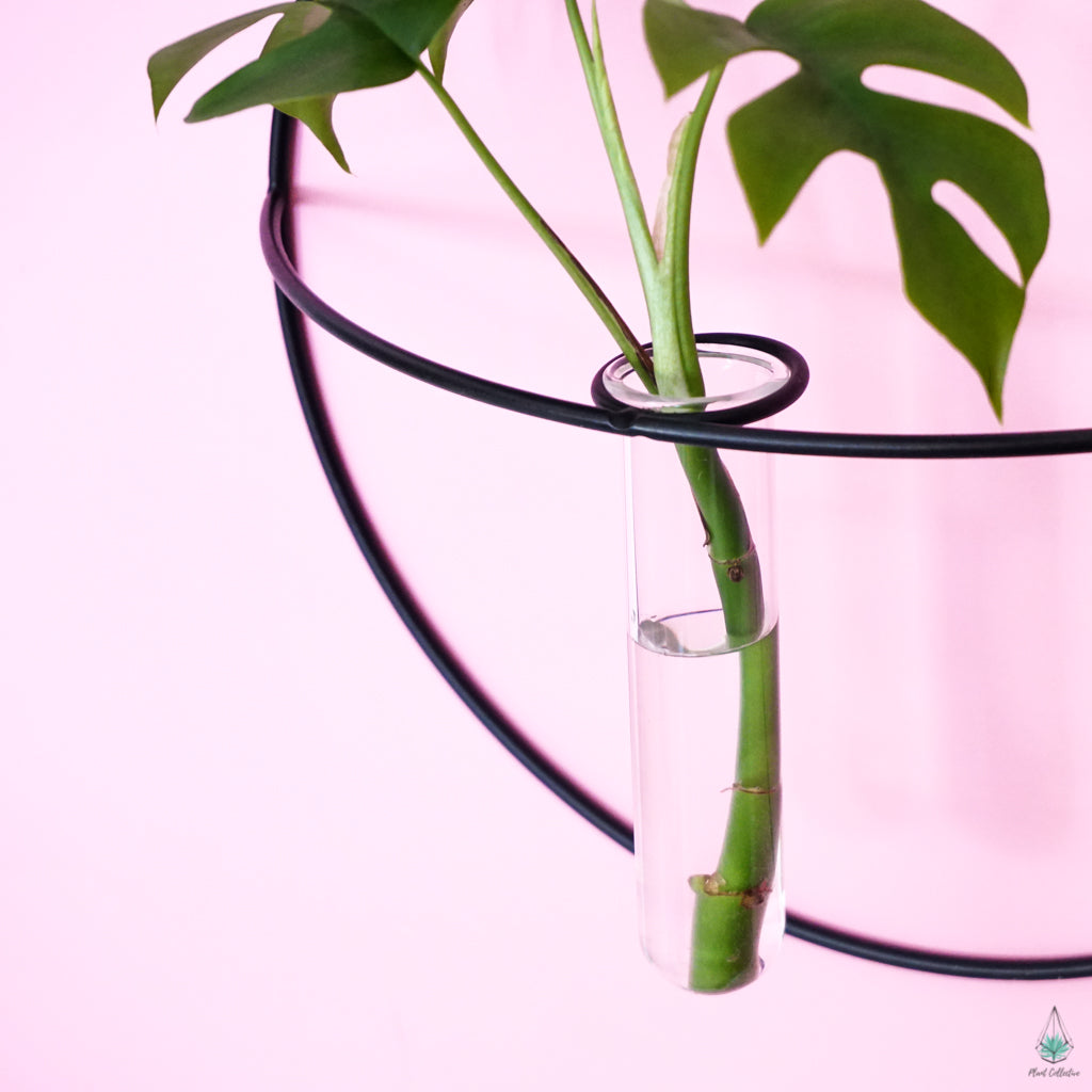 Circle Propagation Wall Hanger