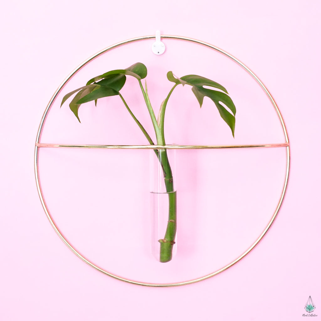 Circle Propagation Wall Hanger