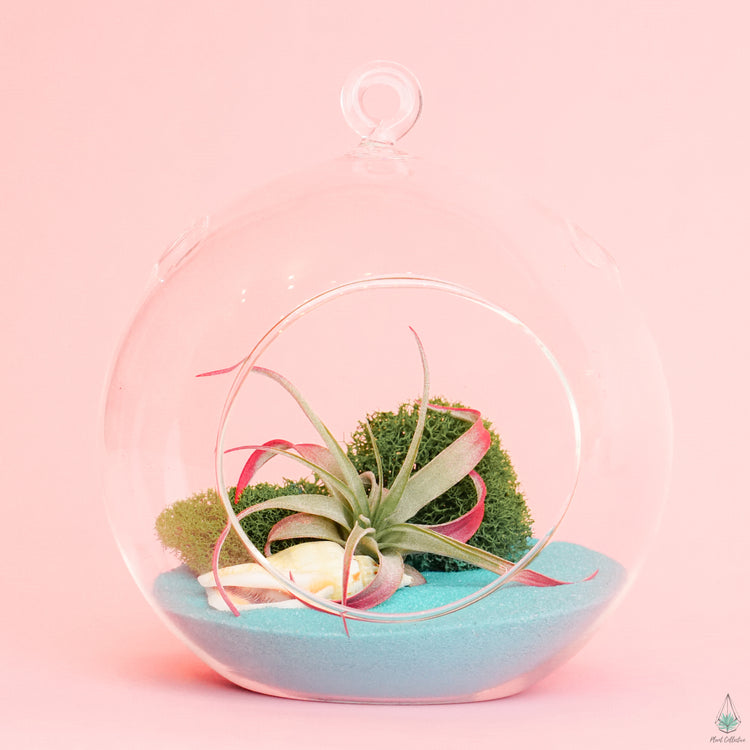 DIY Air Plant Terrarium Kit - Hanging Globe - Plant Collective