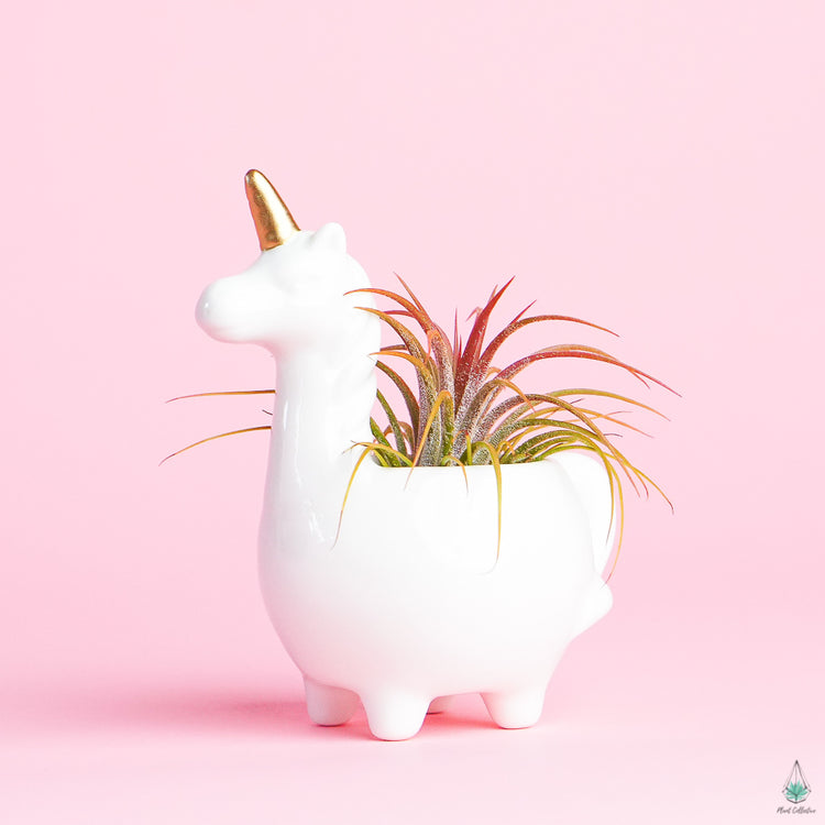 Unicorn Footy Pot