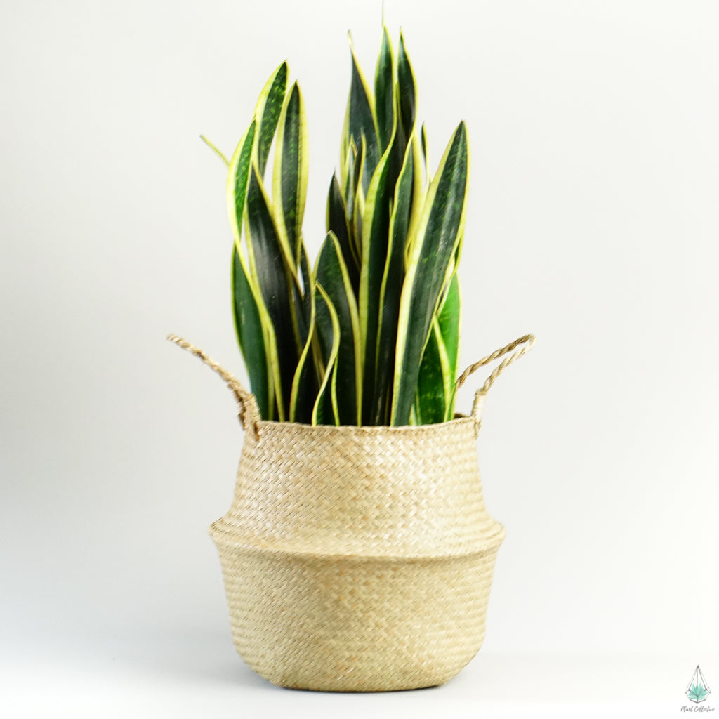 Yaya Basket