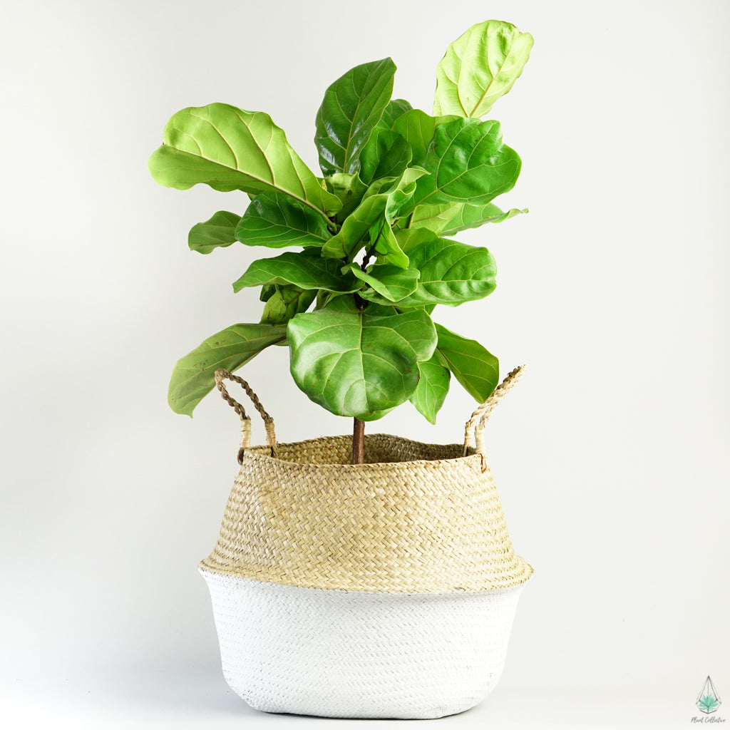 Yaya Basket