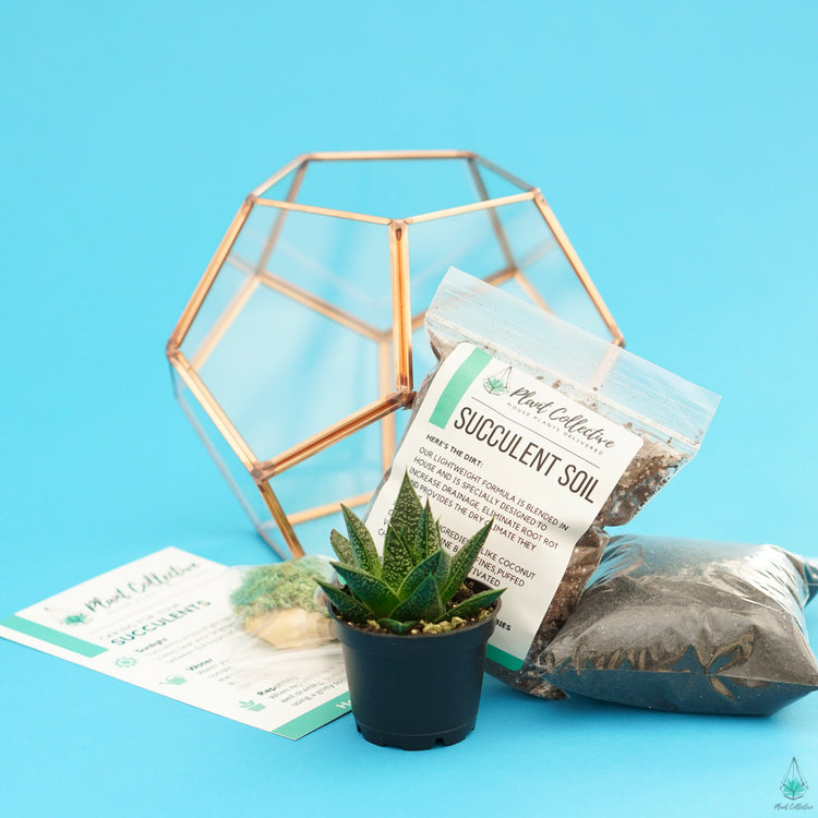 DIY Succulent Terrarium Kit - Hira - Plant Collective