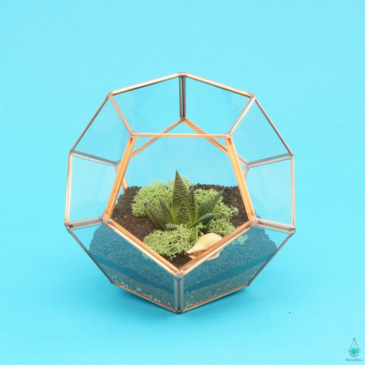 DIY Succulent Terrarium Kit - Hira - Plant Collective