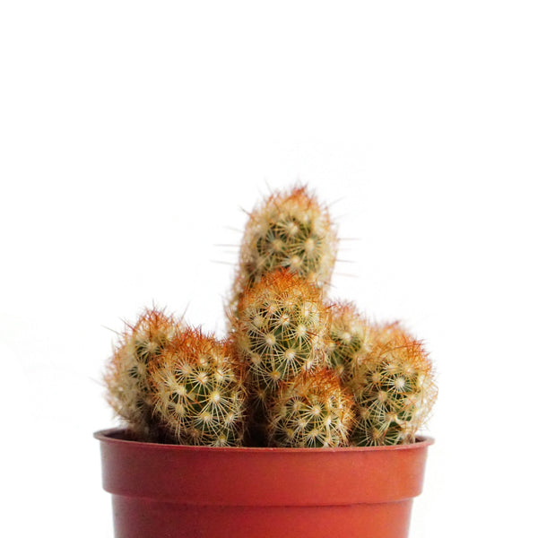 Gold Lace Cactus