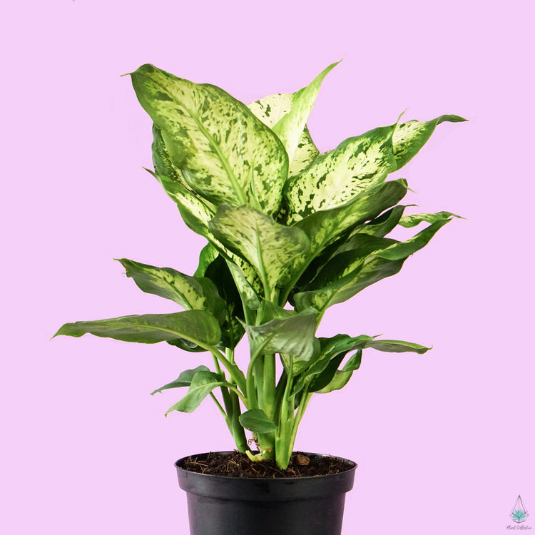 Dieffenbachia "Perfection Compacta"