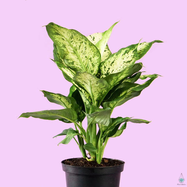 Dieffenbachia 