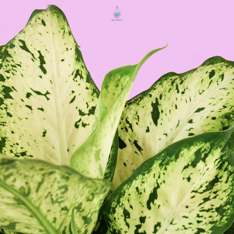 Dieffenbachia "Perfection Compacta"