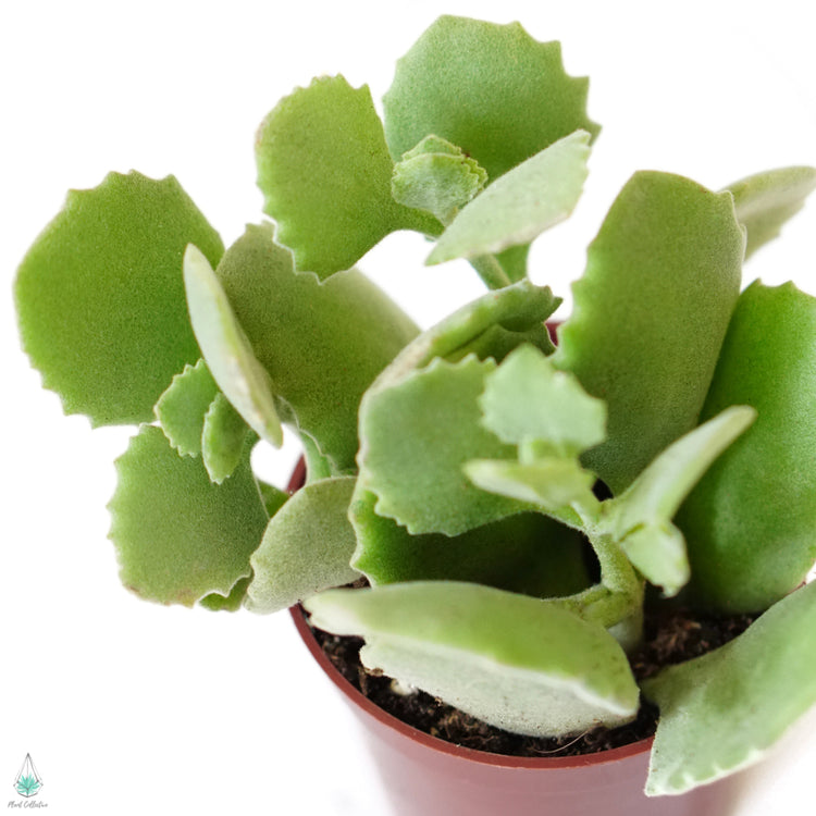 Kalanchoe Millotii