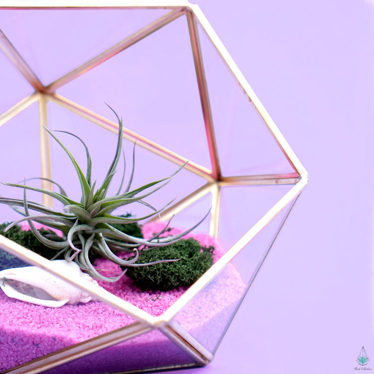 DIY Air Plant Terrarium Kit - Demi