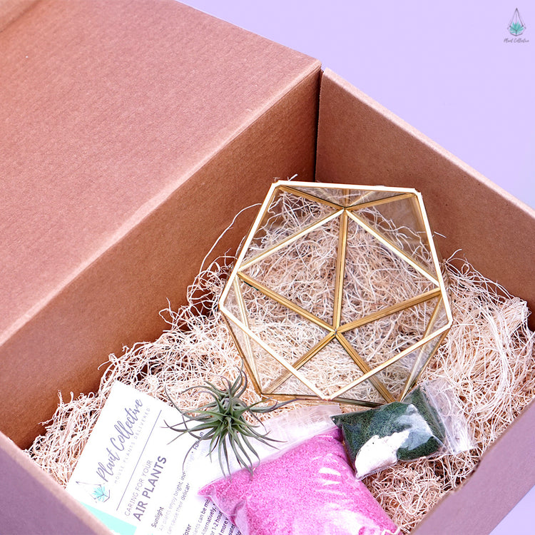 DIY Air Plant Terrarium Kit - Demi