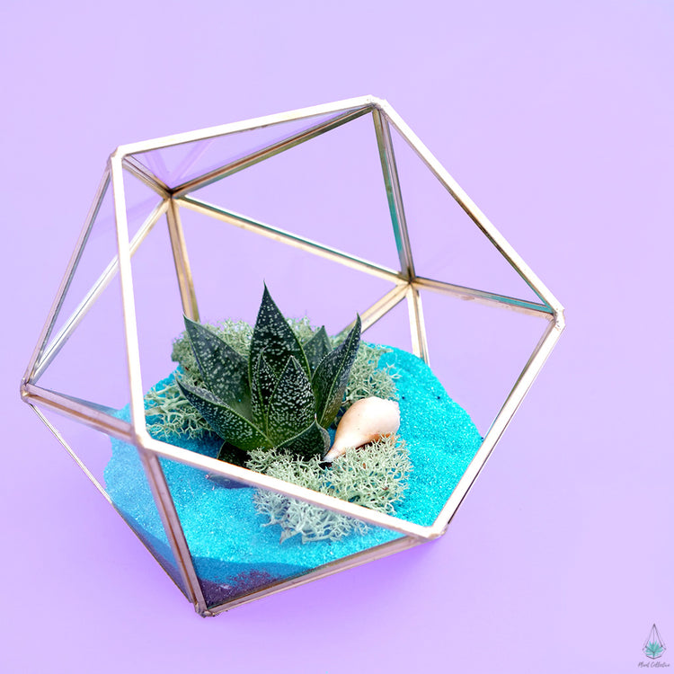 DIY Succulent Terrarium Kit - Demi